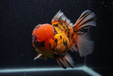 Giant Thai Oranda  Calico 7.5 Inch (ID#0107T13a-113)