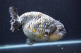 Jumbo Ranchu  Kirin 6 Inch (ID#411R6a-124)