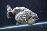 Jumbo Ranchu  Kirin 6 Inch (ID#411R6a-124)