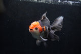 Thai Oranda  Tricolor 5.5 Inch (ID#1206To6b-104)