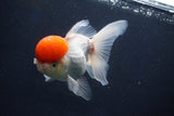 Thai Oranda  Red Cap 5 Inch (ID#1022To13a-50) Free2Day SHIPPING