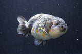 Jumbo Ranchu  Kirin 6 Inch (ID#411R6a-124)