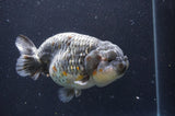 Jumbo Ranchu  Kirin 6 Inch (ID#411R6a-124)