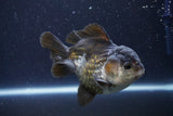 Short Body Thai Oranda  Panda 4 Inch (ID#924To14a-75) Free2Day SHIPPING Please see notes