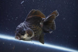 Short Body Thai Oranda  Panda 4 Inch (ID#924To14a-75) Free2Day SHIPPING Please see notes