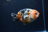 Milk Cow Ranchu  Calico 4.5 Inch (ID#1224R10c-86) Free2Day SHIPPING