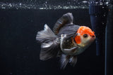 Thai Oranda  Tricolor 5.5 Inch (ID#1206To6b-104)