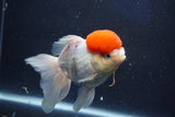 Thai Oranda  Red Cap 5 Inch (ID#1022To13a-50) Free2Day SHIPPING