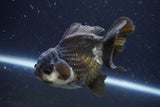 Short Body Thai Oranda  Panda 4 Inch (ID#924To14a-75) Free2Day SHIPPING Please see notes