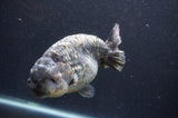 Jumbo Ranchu  Kirin 6 Inch (ID#411R6a-124)
