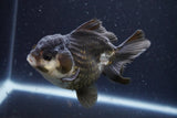 Short Body Thai Oranda  Panda 4 Inch (ID#924To14a-75) Free2Day SHIPPING Please see notes