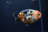 Milk Cow Ranchu  Calico 4.5 Inch (ID#1224R10c-86) Free2Day SHIPPING