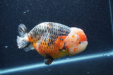 Jumbo Ranchu  Kirin 5.5 Inch (ID#411R6a-125)
