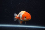 Juvenile Lionchu  Red White 3.5 Inch (ID#0103R11a-7) Free2Day SHIPPING