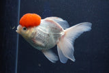 Thai Oranda  Red Cap 5 Inch (ID#1022To13a-50) Free2Day SHIPPING