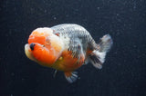 Jumbo Ranchu  Kirin 5.5 Inch (ID#411R6a-125)
