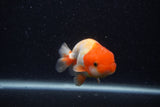 Juvenile Lionchu  Red White 3.5 Inch (ID#0103R11a-7) Free2Day SHIPPING