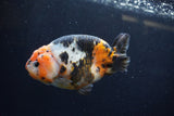 Milk Cow Ranchu  Calico 4.5 Inch (ID#1224R10c-86) Free2Day SHIPPING