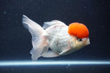 Thai Oranda  Red Cap 5 Inch (ID#1022To13a-50) Free2Day SHIPPING