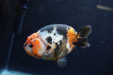 Milk Cow Ranchu  Calico 4.5 Inch (ID#1224R10c-86) Free2Day SHIPPING