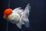 Thai Oranda  Red Cap 5 Inch (ID#1022To13a-50) Free2Day SHIPPING