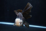 Thai Oranda  Panda 5.5 Inch (ID#1206To6b-105)