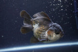 Short Body Thai Oranda  Panda 4 Inch (ID#924To14a-75) Free2Day SHIPPING Please see notes