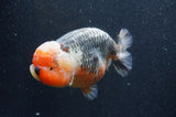 Jumbo Ranchu  Kirin 5.5 Inch (ID#411R6a-125)