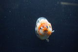 Milk Cow Ranchu  Calico 4.5 Inch (ID#1224R10c-86) Free2Day SHIPPING