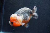 Jumbo Ranchu  Kirin 5.5 Inch (ID#411R6a-125)