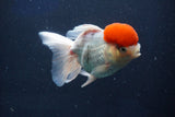 Thai Oranda  Red Cap 5 Inch (ID#1022To13a-50) Free2Day SHIPPING