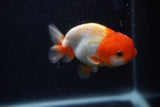 Juvenile Lionchu  Red White 3.5 Inch (ID#0103R11a-7) Free2Day SHIPPING