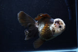 Thai Oranda  Panda 5.5 Inch (ID#1206To6b-105)