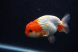 Juvenile Lionchu  Red White 3.5 Inch (ID#0103R11a-7) Free2Day SHIPPING