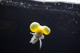 Bubble Eye  White 4 Inch (ID#307Be12c-84) Free2Day SHIPPING