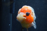 Jumbo Ranchu  Kirin 5.5 Inch (ID#411R6a-125)