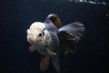 Thai Oranda  Panda 5.5 Inch (ID#1206To6b-105)