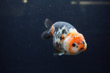 Milk Cow Ranchu  Calico 4.5 Inch (ID#1224R10c-86) Free2Day SHIPPING