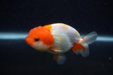 Juvenile Lionchu  Red White 3.5 Inch (ID#0103R11a-7) Free2Day SHIPPING