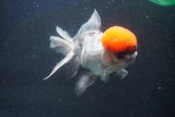 Thai Oranda  Red Cap 5.5 Inch (ID#1022To13a-51) Free2Day SHIPPING