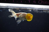 Bubble Eye  White 4 Inch (ID#307Be12c-84) Free2Day SHIPPING