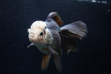 Thai Oranda  Panda 5.5 Inch (ID#1206To6b-105)