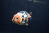 Milk Cow Ranchu  Calico 4.5 Inch (ID#1224R10c-86) Free2Day SHIPPING