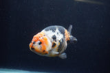 Milk Cow Ranchu  Calico 4.5 Inch (ID#1224R10c-86) Free2Day SHIPPING