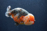 Jumbo Ranchu  Kirin 5.5 Inch (ID#411R6a-125)