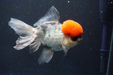 Thai Oranda  Red Cap 5.5 Inch (ID#1022To13a-51) Free2Day SHIPPING