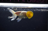 Bubble Eye  White 4 Inch (ID#307Be12c-84) Free2Day SHIPPING