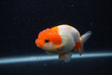 Juvenile Lionchu  Red White 3.5 Inch (ID#0103R11a-7) Free2Day SHIPPING