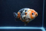 Milk Cow Ranchu  Calico 4.5 Inch (ID#1224R10c-86) Free2Day SHIPPING