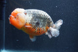 Jumbo Ranchu  Kirin 5.5 Inch (ID#411R6a-125)